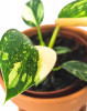 Philodendron Green Congo variegata 16 cm RARITÄT