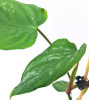 Philodendron Majestic Jungpflanze 30 cm