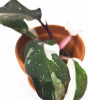 Philodendron red Anderson Babypflanze 14 cm RARITÄT