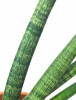 Sansevieria cylindrica Skyline 30 cm
