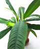Philodendron campii Lynette 40 cm RARITÄT