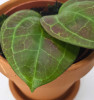 Hoya sp. Sarawak Cream 10 cm