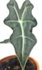 Alocasia sanderiana Nobilis Jungpflanze 25 cm