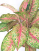 Aglaonema Tango pink 50 cm NEUHEIT