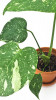 Monstera Thai constellation Jungpflanze 25 cm