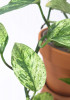 Epipremnum hanoman sp. Bali 10 cm RARITÄT