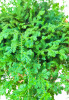 Selaginella uncinata 20 cm RARITÄT