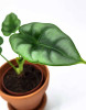 Alocasia reversa Babypflanze 20 cm