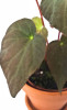 Begonia pavonina 20 cm RARITÄT
