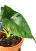 Alocasia green Unicorn Junpflanze 18 cm RARITÄT