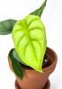 Alocasia golden Dragon Babypflanze 20 cm RARITÄT