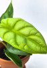Alocasia golden Dragon Babypflanze 20 cm RARITÄT