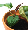 Anthurium luxurians x radicans Babypflanze 11 cm