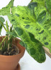Philodendron Paraiso Verde 45 cm