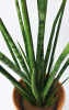 Sansevieria Digitorum 75 cm