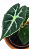 Alocasia amazonica mandalay NEUHEIT 15 cm