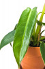 Philodendron spiritus-sancti 25 cm RARITÄT