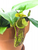 Nepenthes x Mojito 20 cm RARITÄT