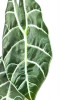 Alocasia watsoniana 50 cm