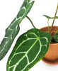 Anthurium crystallinum 45 cm