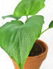 Philodendron warszewiczii 35 cm RARITÄT