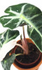Alocasia amazonica Polly variegata Jungpflanze 20 cm RARITÄT