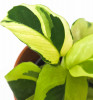 Calathea litzei Yellow Fusion Babypflanze 10 cm