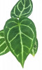Anthurium cryst. silver blush x crystallinum Jungpflanze 20 cm