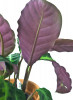 Calathea warscewiczii 30 cm
