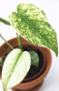 Monstera deliciosa mint Jungpflanze 22 cm