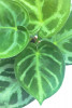 Anthurium crystallinum silver Blush Jungpflanze 18 cm