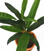 Codiaeum variegatum Excurrens Babypflanze
