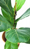 Ficus lyrata 65 cm