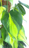 Philodendron scandens Brasil auf Kokosfaserstab 60 cm