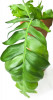 Epiphyllum chrysocardium 25 cm
