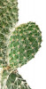 Opuntia polyacantha 40 cm