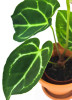 Anthurium magnificum Babypflanze 20 cm