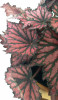 Begonia rex Bewitched Red Black 20 cm