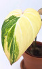 Philodendron gloriosum variegata tricolor Jungpflanze 25 cm RARITÄT