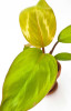 Philodendron Mars Jungpflanze 20 cm NEUHEIT