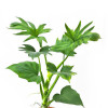 Philodendron warscewiczii 35 cm RARITÄT