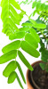 Tamarindus indica - Tamarinde 40 cm