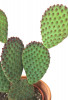 Opuntia microdasys 25 cm
