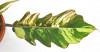 Philodendron Caramel Marble 35 cm RARITÄT