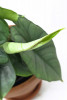 Alocasia platinum 25 cm RARITÄT