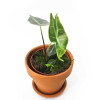 Alocasia longiloba silver 25 cm RARITÄT