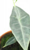 Alocasia longiloba silver 25 cm RARITÄT