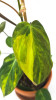 Philodendron scandens micans variegata 25 cm RARITÄT