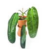 Philodendron patriciae 20 cm RARITÄT