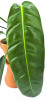 Philodendron patriciae 20 cm RARITÄT